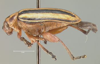 Media type: image;   Entomology 29048 Aspect: habitus lateral view